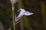 Glade lobelia